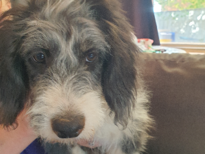 Australian Shepherd – Temora