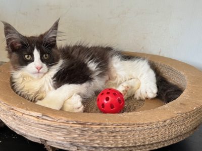 Maine Coon – Berrima