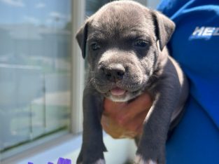 American Staffordshire Bull Terrier – Griffin