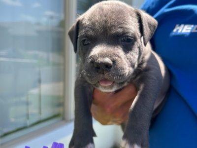 American Staffordshire Bull Terrier – Griffin