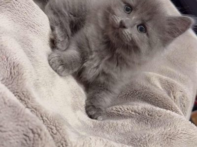 Other Cats – Rooty Hill