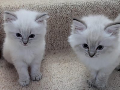 Ragdoll – Inverloch