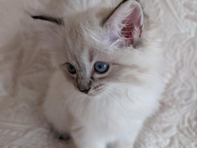 Ragdoll – Inverloch