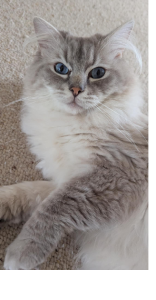 Ragdoll – Warrnambool