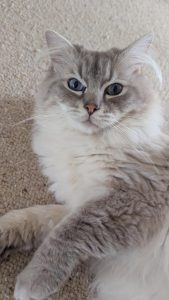 Ragdoll – Warrnambool