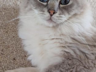 Ragdoll – Inverloch