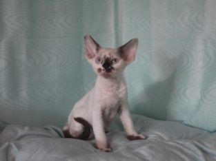 Devon Rex – Spring Creek