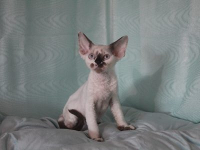 Devon Rex – Spring Creek