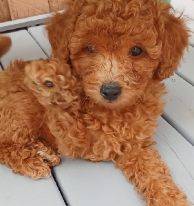 Cavoodle – Ngunnawal