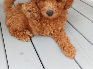 Cavoodle – Ngunnawal