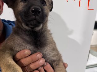 German Shepherd – Kilmore