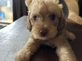 Cavoodle – Spring Hill