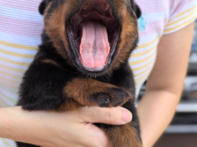 Rottweiler – Sunnybank Hills