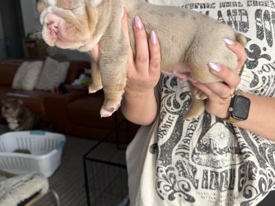 British Bulldog – Albury