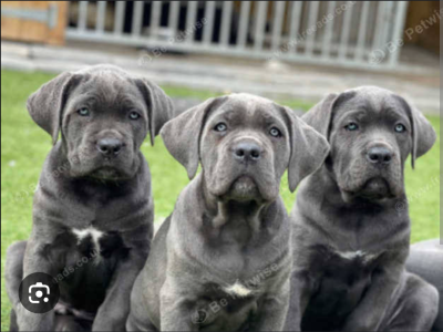 Cane Corso – Lilly