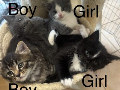 Ragdoll – Pacific Pines