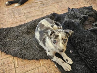 Australian Shepherd – Esperance