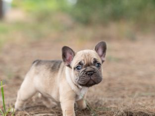 French Bulldog – Reservoir