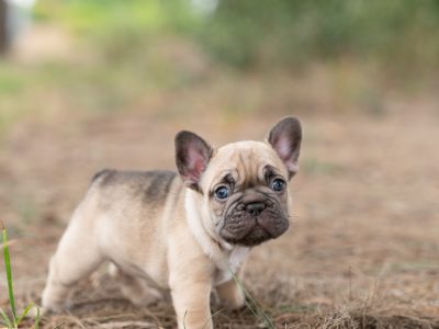 French Bulldog – Reservoir