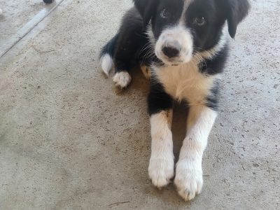 Border Collie – Greta