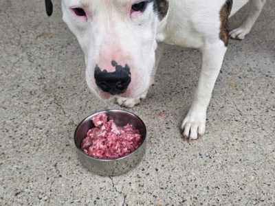 American Staffordshire Bull Terrier – Dean Park