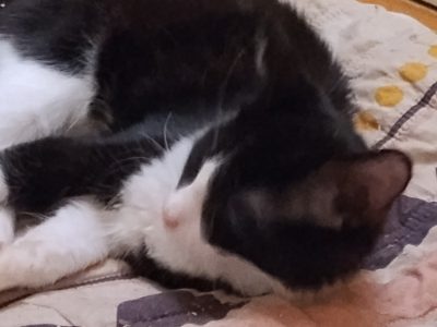 Domestic Short Hair (DSH) – Elizabeth Grove