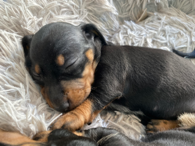 Dachshund – Lisarow