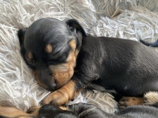 Dachshund – Lisarow