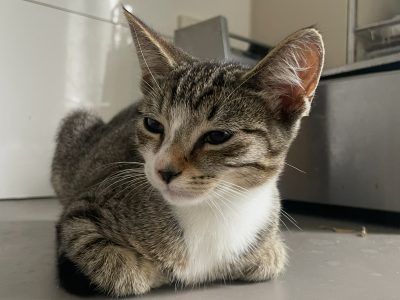 Cats – Chipping Norton