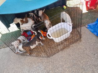 American Bulldog – Wangaratta