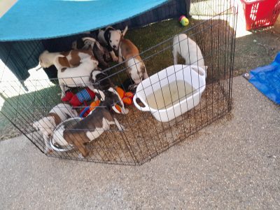 American Bulldog – Wangaratta