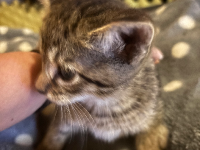 Burmese – Toowoomba