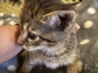 Burmese – Toowoomba