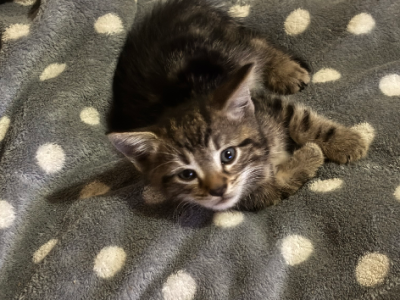 Domestic Short Hair – Toowoomba