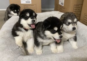 Alaskan Malamute – Moana