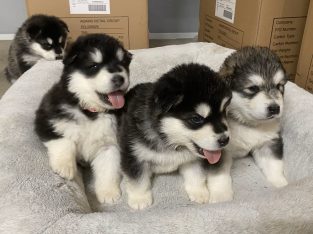Alaskan Malamute – Moana