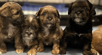 Cavoodle – Burnside