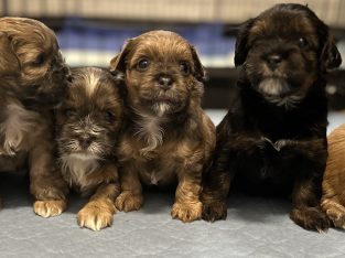 Cavoodle – Burnside