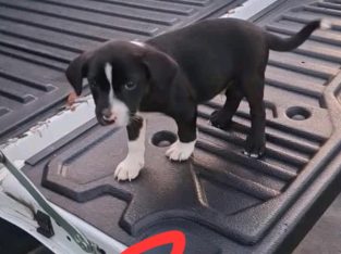 Border Collie – Saint Georges Basin