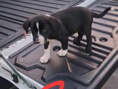 Border Collie – Saint Georges Basin