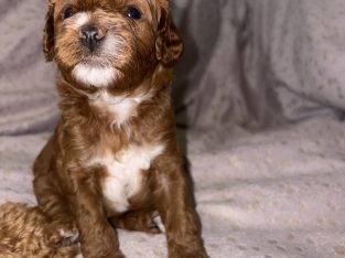 Cavoodle – Oran Park