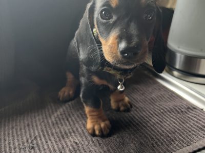 Dachshund – Marayong