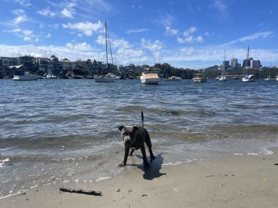 Dogs – Lilyfield