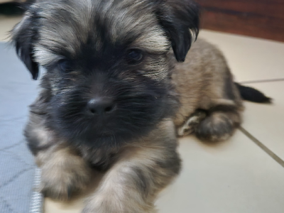 Maltese Shih Tzu – Caboolture