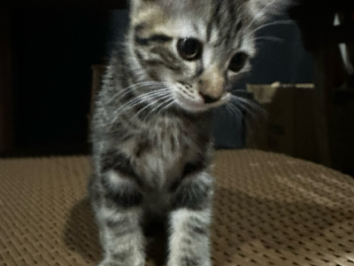 Domestic Short Hair (DSH) – Dalby