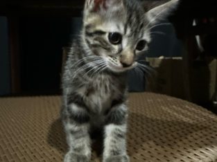 Domestic Short Hair (DSH) – Dalby