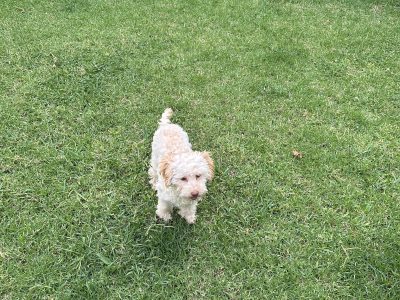 Cavoodle – Quakers Hill