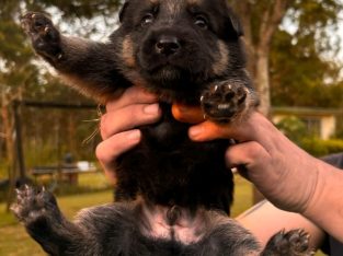 German Shepherd – Stratheden
