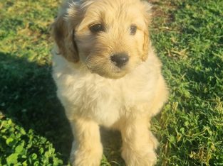 Groodle – Rosewhite