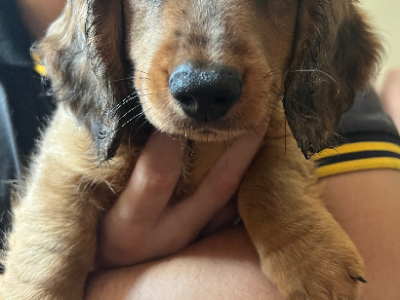 Dachshund – Springfield Lakes